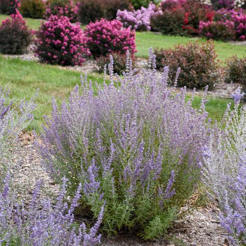 Sage Advice Russian Sage - Shipped