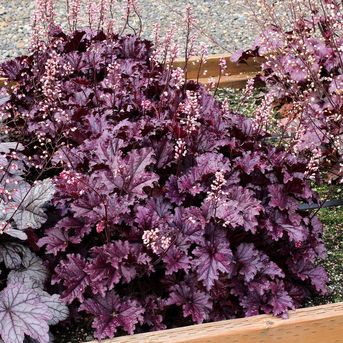 Heuchera x 'TNHEUFP'  - Forever® Purple Coral Bells - Shipped
