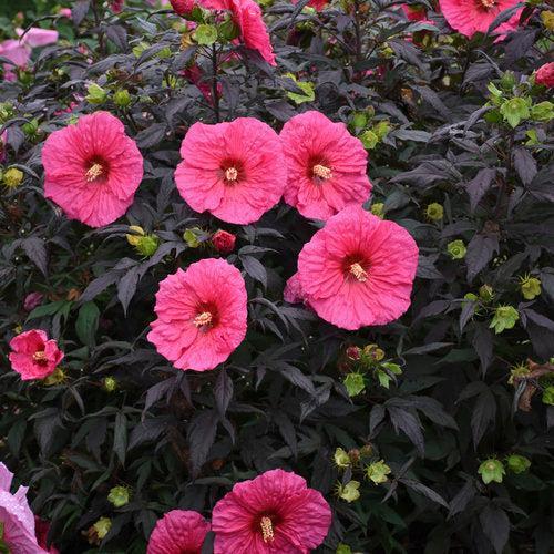 Hibiscus 'Evening Rose' PP33,366  - Summerific® Evening Rose Hibiscus - Shipped