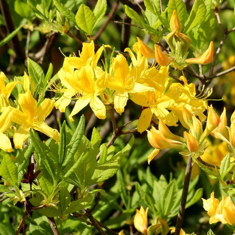 Lemon Lights Native Azalea - Shipped