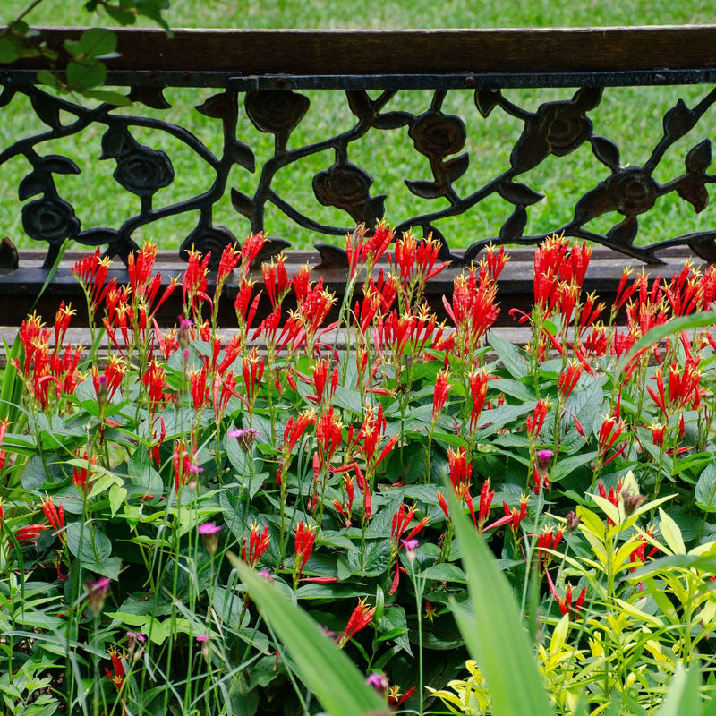 Little Redhead Indian Pink - Shipped