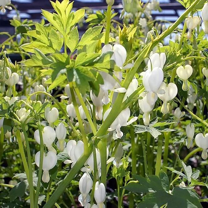 White Bleeding Heart - Shipped