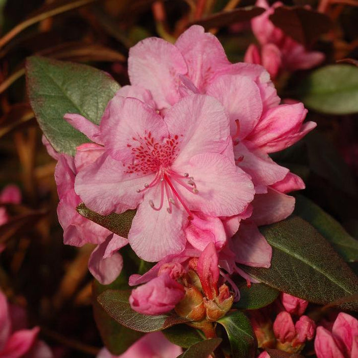 Rhododendron 'Aglo Rhododendron'  - Aglo Rhododendron - Shipped