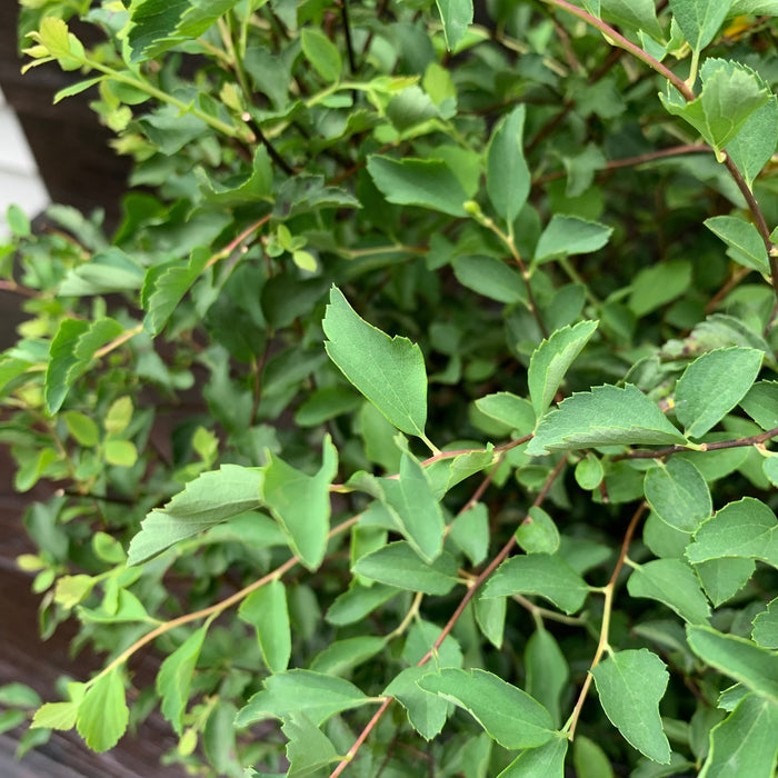 Renaissance Spirea - Shipped