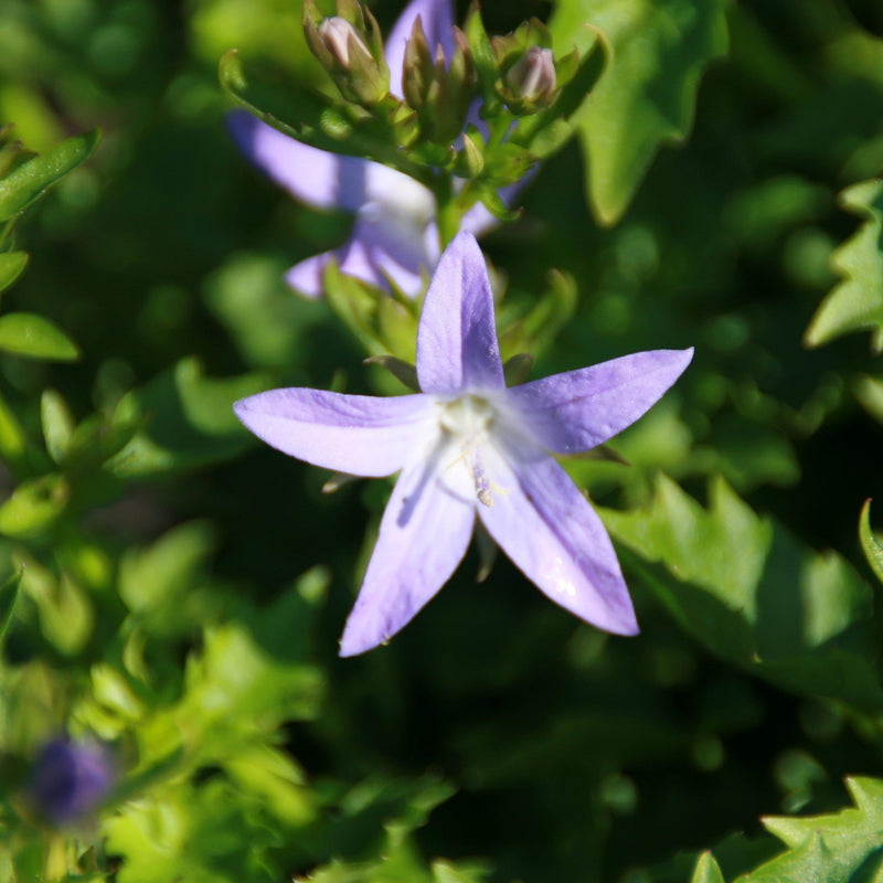 Blue Waterfall Bellflower - Shipped
