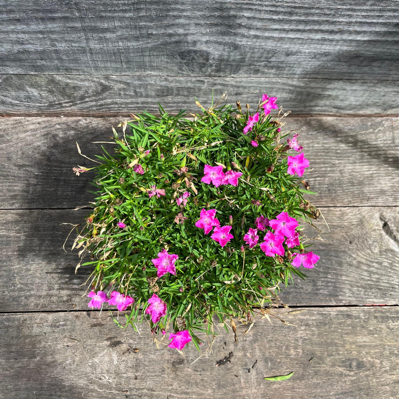 Firewitch Dianthus, Cheddar Pink - Shipped
