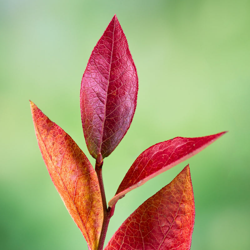 Bluecrop Highbush Blueberry - Shipped