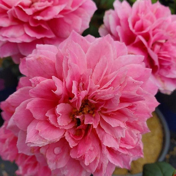 Rosa 'LIMformosa'  - True Inspiration Rose - Shipped