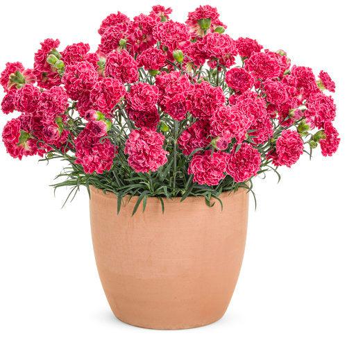 Fruit Punch® Raspberry Ruffles Dianthus - Shipped