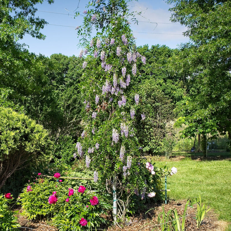 Blue Moon Wisteria - Shipped