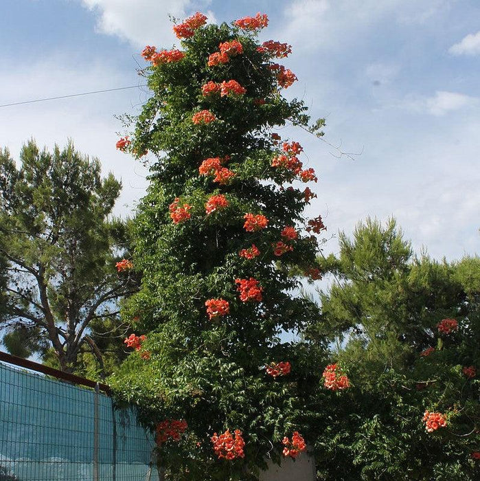Campsis radicans  - Trumpet Vine - Shipped