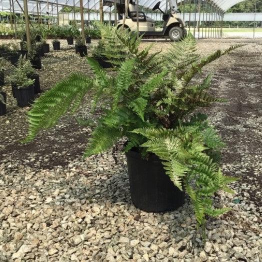 Dryopteris erythrosora 'Brilliance'  - Brilliance Autumn Fern - Shipped