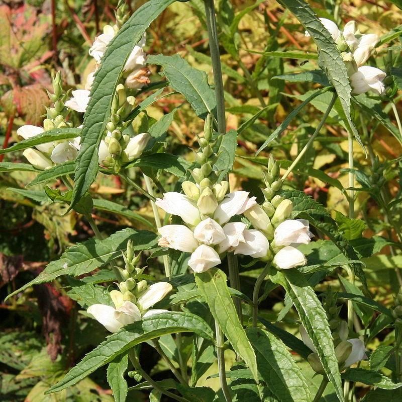 White Turtlehead - Shipped