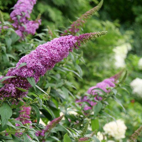 Buddleia davidii SMNBDB'  - Pugster Pinker® Dwarf Butterfly Bush - Shipped
