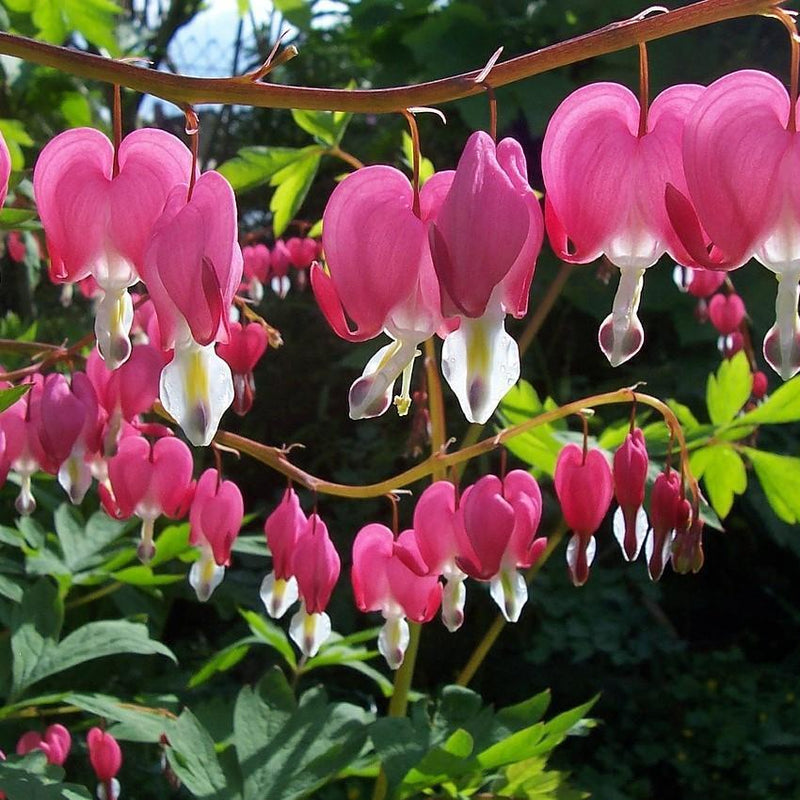 Asian Bleeding Heart - Shipped