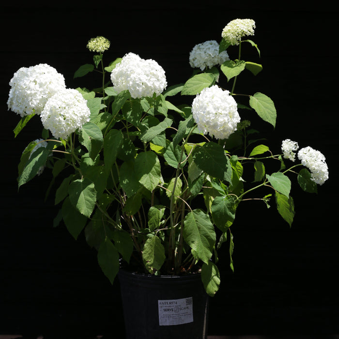 Hydrangea arborescens 'Annabelle'  - Mophead Hydrangea, Annabelle Hydrangea - Shipped