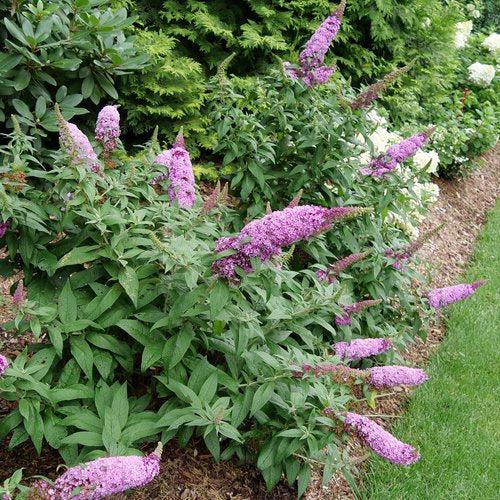 Buddleia davidii SMNBDB'  - Pugster Pinker® Dwarf Butterfly Bush - Shipped