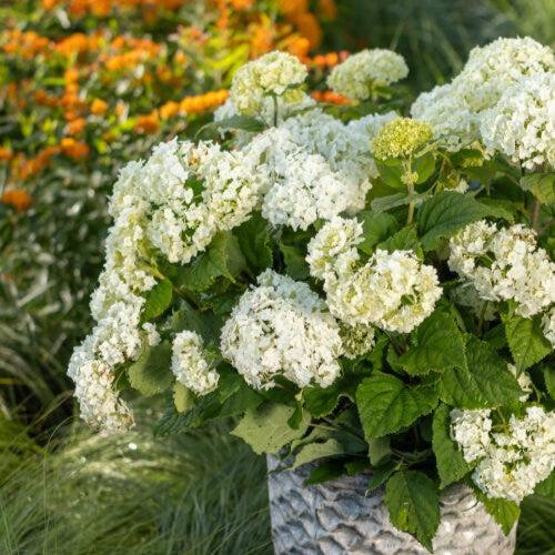 Hydrangea arborescens 'BAlful'  - First Editions® FlowerFull™ Smooth Hydrangea - Shipped