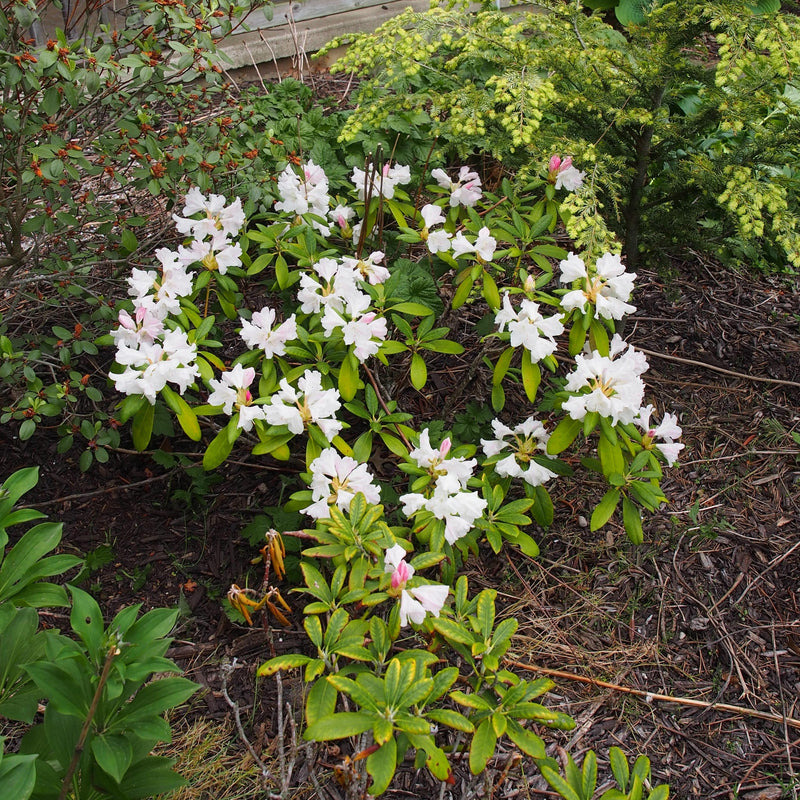 Yaku Princess Rhododendron - Shipped