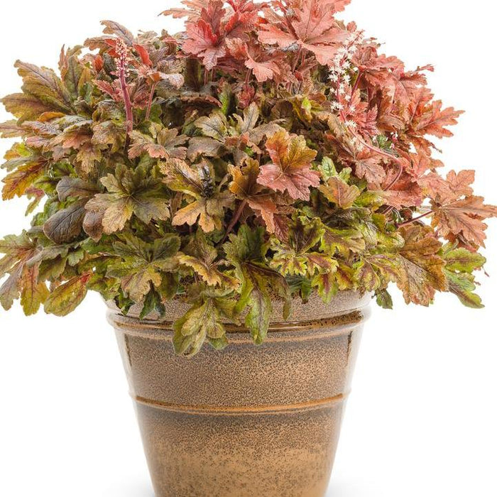 Heuchera 'Hopscotch'  - PW® Fun and Games® Hopscotch Coral Bells - Shipped
