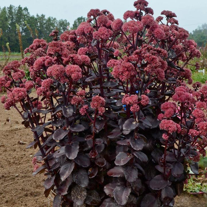 Sedum 'Night Embers'  - Night Embers Stonecrop - Shipped