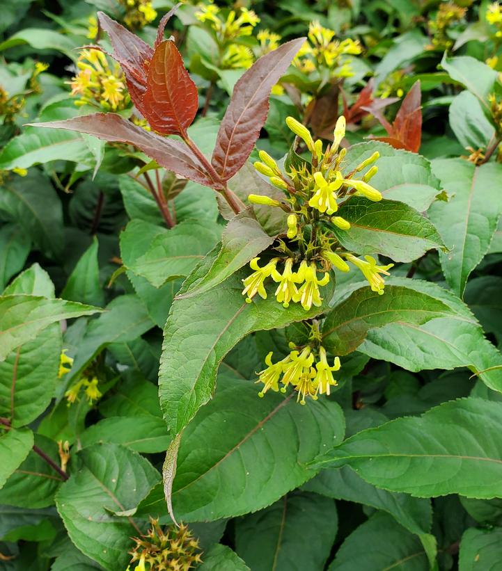 DIERVILLA RIVULARIS 'RU-BEE WREN™' - HAIRY BUSH HONEYSUCKLE - In Store Pickup