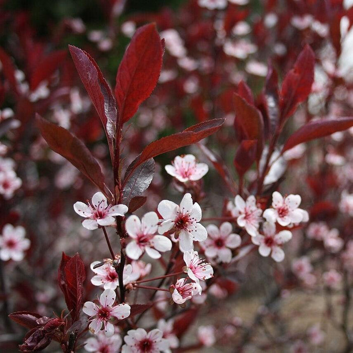Purpleleaf Sandcherry - Shipped