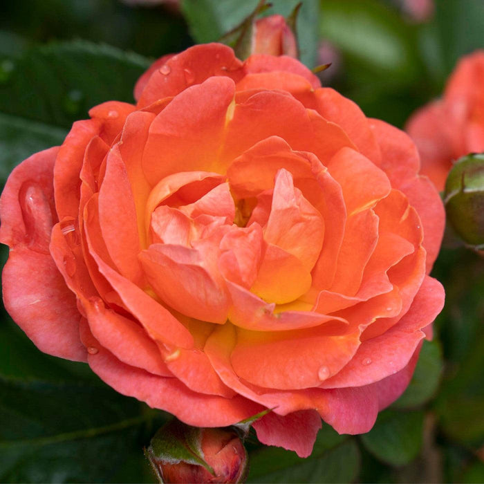 Rosa 'Radslam' PP 35,826  - Orange Glow™ Knock Out® Rose - Shipped