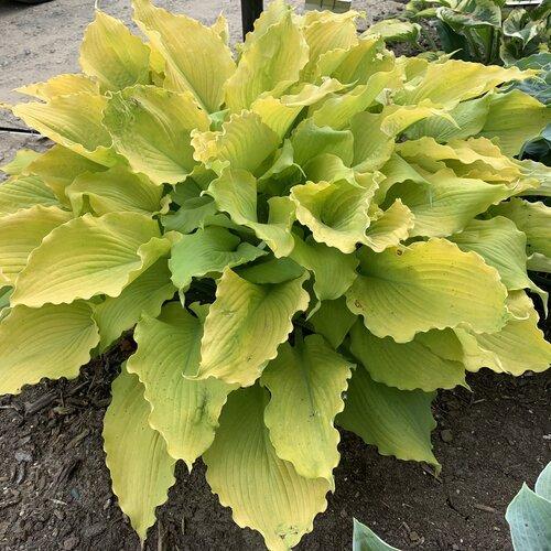 Hosta 'Echo the Sun' PP35,943  - PW® Shadowland® Echo the Sun Hosta - Shipped