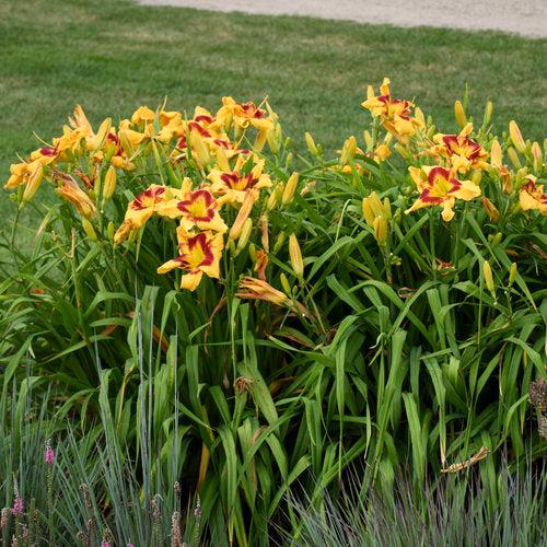 Hemerocallis 'Tiger Swirl'  - Rainbow Rhythm® Tiger Swirl Daylily - Shipped