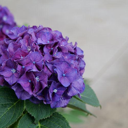 Wee Bit Grumpy® Hydrangea - Shipped