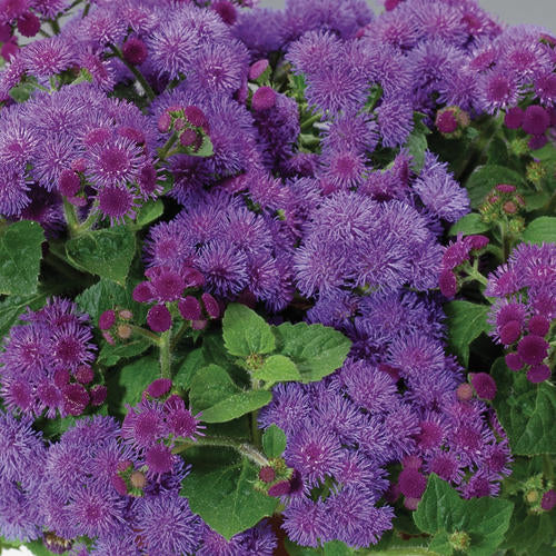 AGERATUM - In Store Pickup