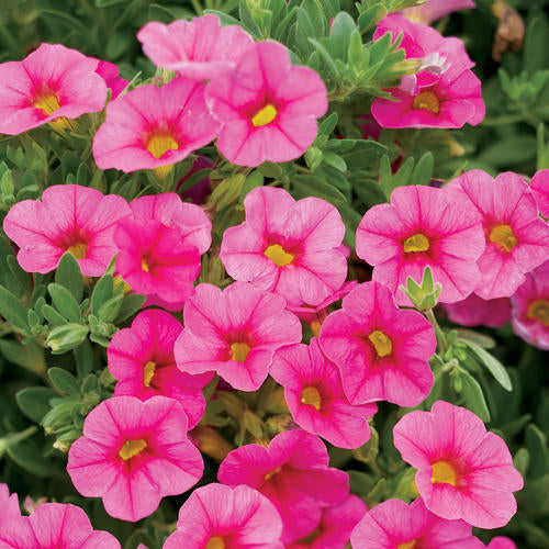 CALIBRACHOA (Superbells) - Various - In Store Pickup