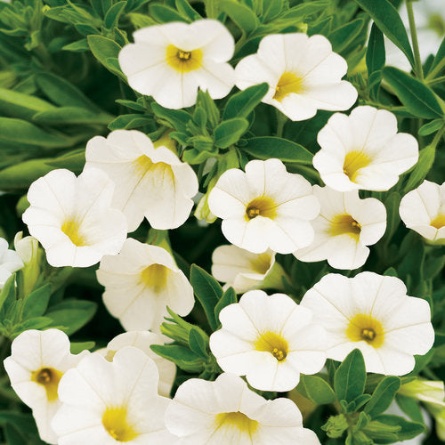 CALIBRACHOA (Superbells) - Various - In Store Pickup