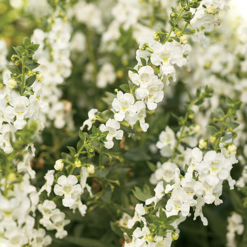 ANGELONIA (ANGELFACE) - In Store Pickup