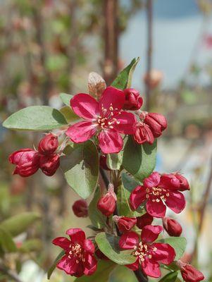 CRABAPPLE MALUS `ADAMS` - In Store Pickup