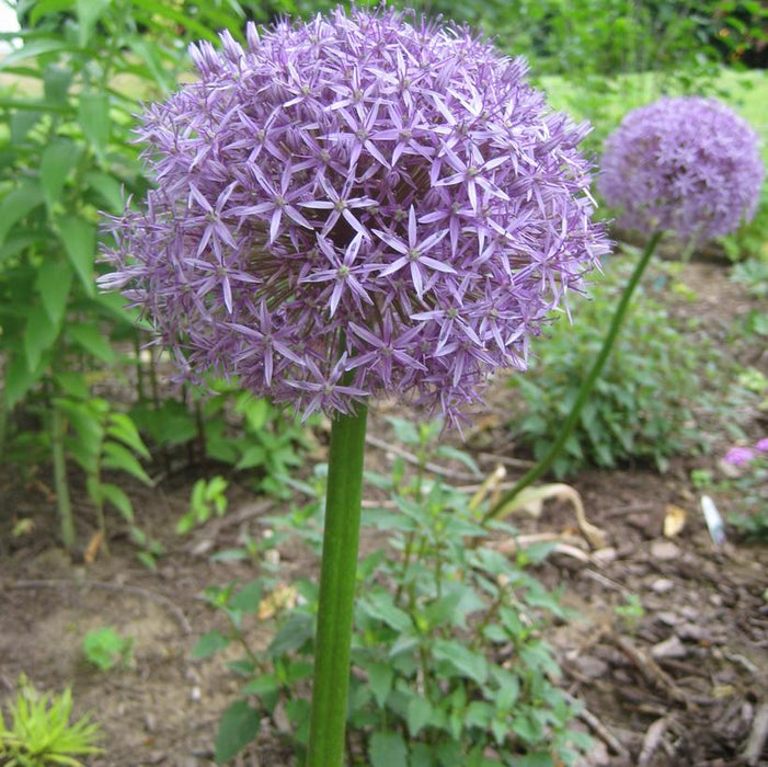 Allium 'Globemaster' Flowering Onion - In Store Pickup