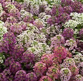 LOBULARIA - SWEET ALYSSUM - 4" - In Store Pickup