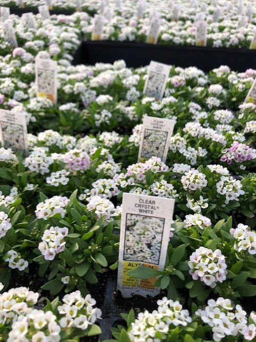 LOBULARIA - SWEET ALYSSUM - 4" - In Store Pickup