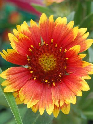 BLANKET FLOWER - GAILLARDIA 'ARIZONA SUN' - In Store Pickup