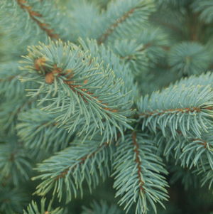 BLUE SPRUCE (PICEA PUNGENS) `BABY BLUE` - In Store Pickup