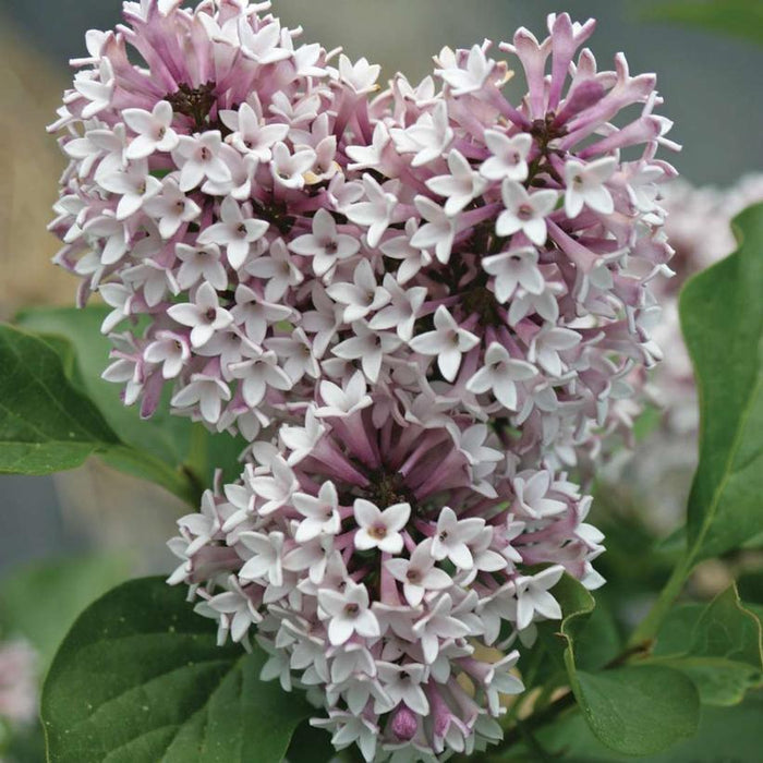 SYRINGA PATULA `BABY KIM` LILAC - In Store Pickup