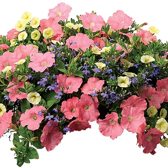 10" Sun Combo Hanging Basket "Bermuda Skies" - In Store Pickup