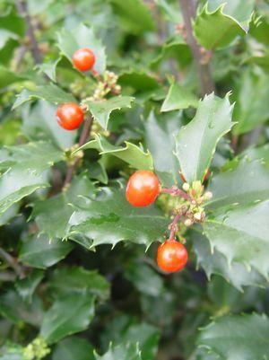 HOLLY (ILEX X MESERVEAE) `BERRYIFIC` - In Store Pickup