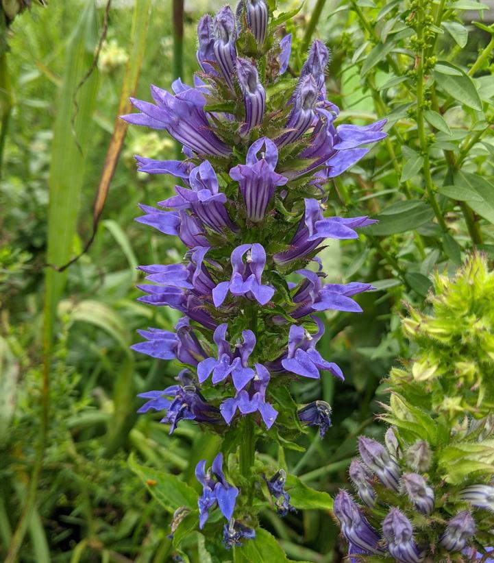 BLUE CARDINAL FLOWER (LOBELIA SIPHILITICA) - In Store Pickup