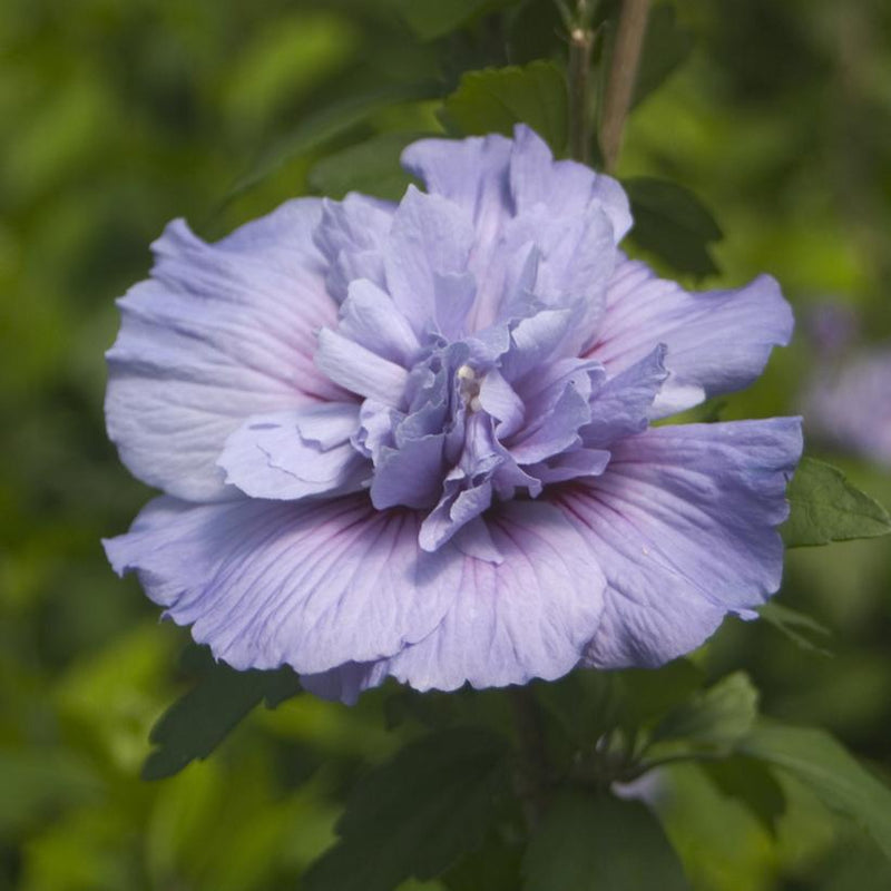 ROSE OF SHARON - HIBISCUS SYR. `BLUE CHIFFON` - In Store Pickup