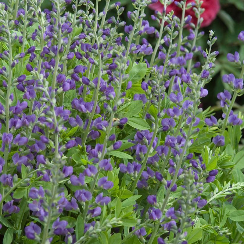 BAPTISIA AUSTRALIS - BLUE INDIGO - In Store Pickup