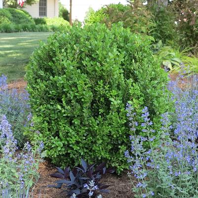 BOXWOOD (BUXUS NEWGEN) `FREEDOM` - In Store Pickup