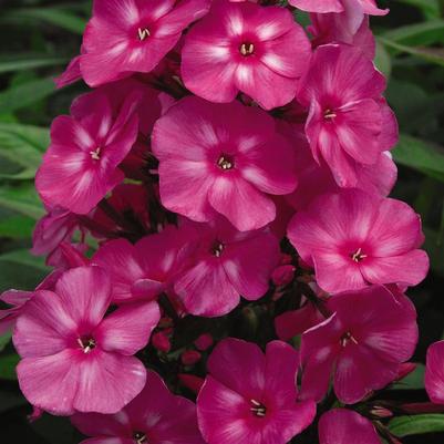 PHLOX PANICULATA `BUBBLEGUM PINK` - GARDEN PHLOX - In Store PIckup
