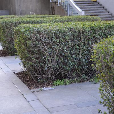 PRIVET (LIGUSTRUM OVALIFOLIUM) - OVAL LEAF PRIVET - In Store Pickup